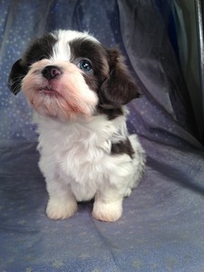 Male Teddy bear Puppy for sale #4|Do you need shipping? Only $150 to Fly puppies to New Jersey, Florida, Maryland, and Many other States!